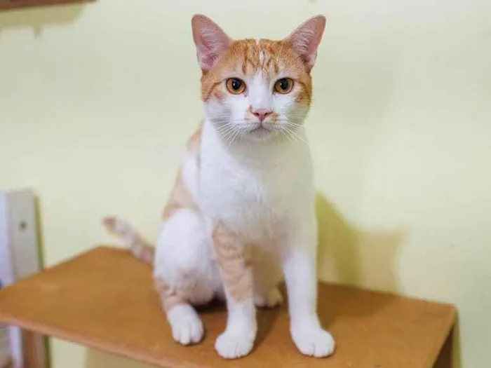 Gato ra a SRD-ViraLata idade 2 anos nome Lazaro