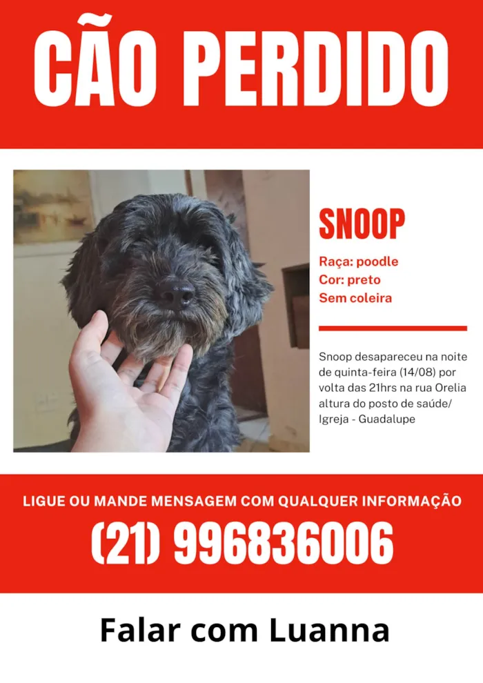 Cachorro ra a SRD-ViraLata idade 7 a 11 meses nome Snoppy