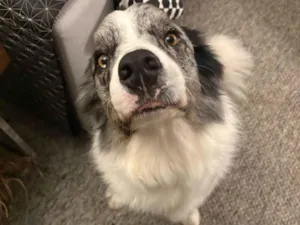 Cachorro raça Labrador idade 3 anos nome Jack