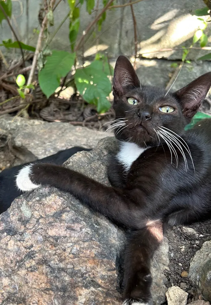 Gato ra a SRD-ViraLata idade 7 a 11 meses nome Tom