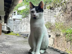 Gato raça SRD-ViraLata idade 7 a 11 meses nome Maya