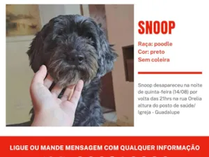 Cachorro raça SRD-ViraLata idade 7 a 11 meses nome Snoppy