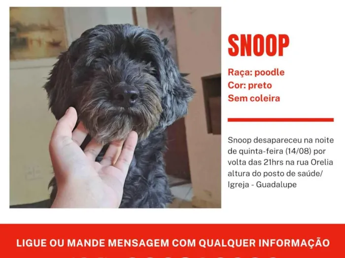 Cachorro ra a SRD-ViraLata idade 7 a 11 meses nome Snoppy