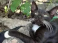 Tom