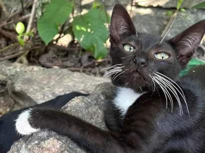 Gato raça SRD-ViraLata idade 7 a 11 meses nome Tom