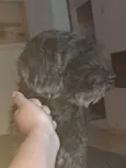 Snoppy