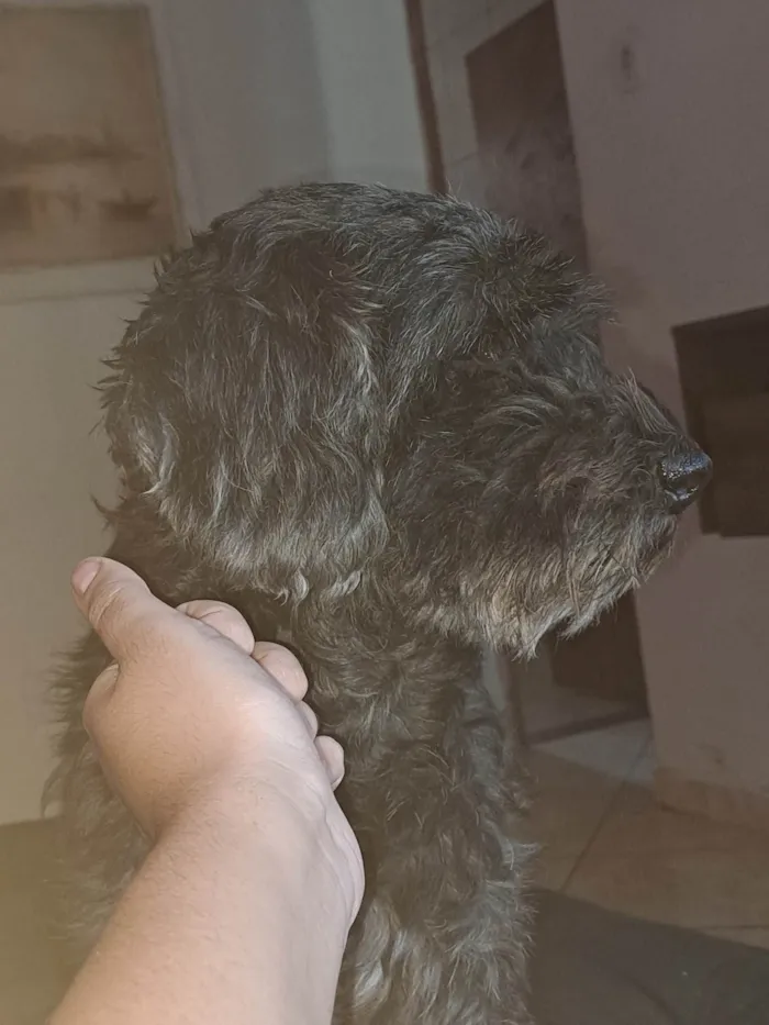 Cachorro ra a SRD-ViraLata idade 7 a 11 meses nome Snoppy