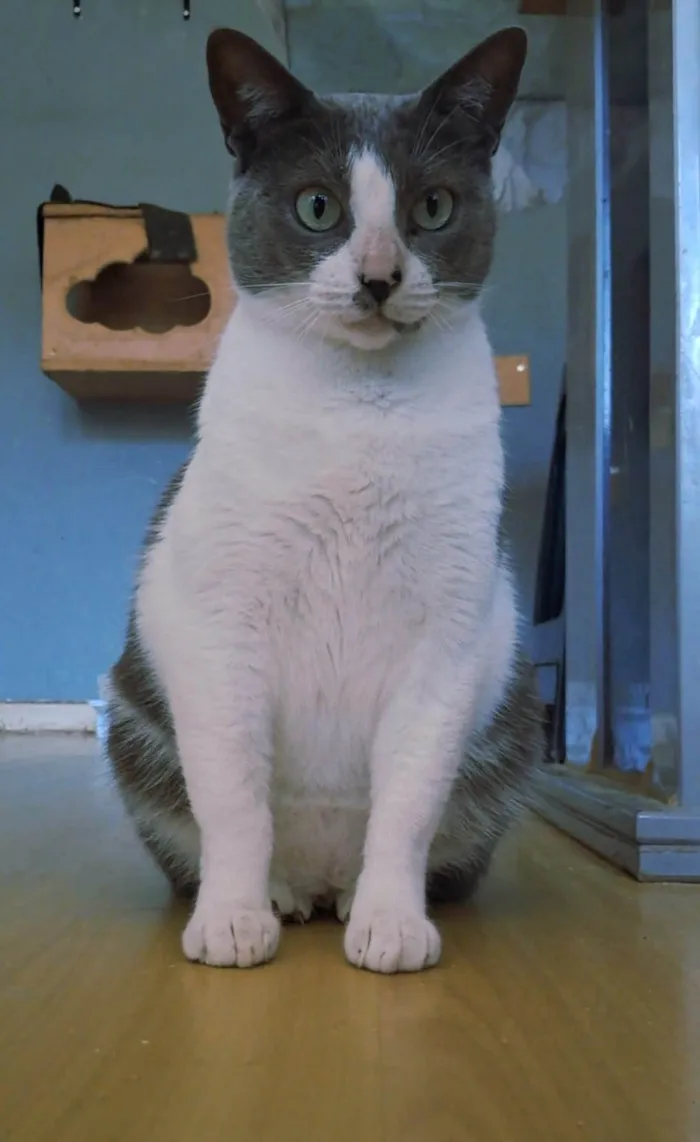 Gato ra a SRD-ViraLata idade 2 anos nome LUNA
