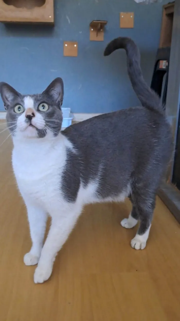 Gato ra a SRD-ViraLata idade 2 anos nome LUNA
