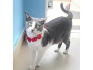 Gato raça SRD-ViraLata idade 2 anos nome LUNA