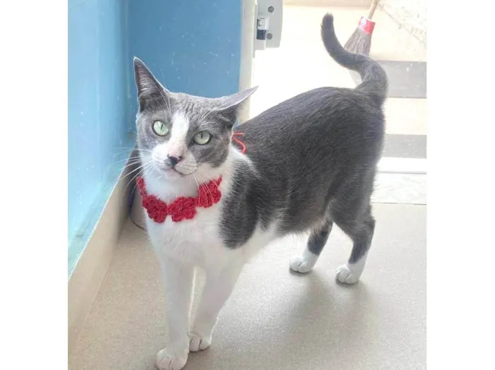 Gato ra a SRD-ViraLata idade 2 anos nome LUNA