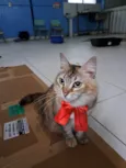MEL