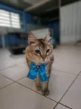 MEL