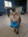 MEL