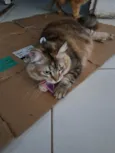 MEL