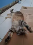 MEL