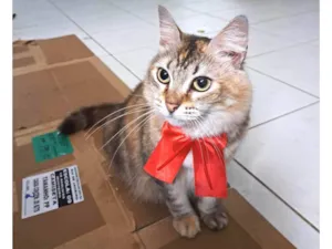 Gato raça SRD-ViraLata idade 2 anos nome MEL