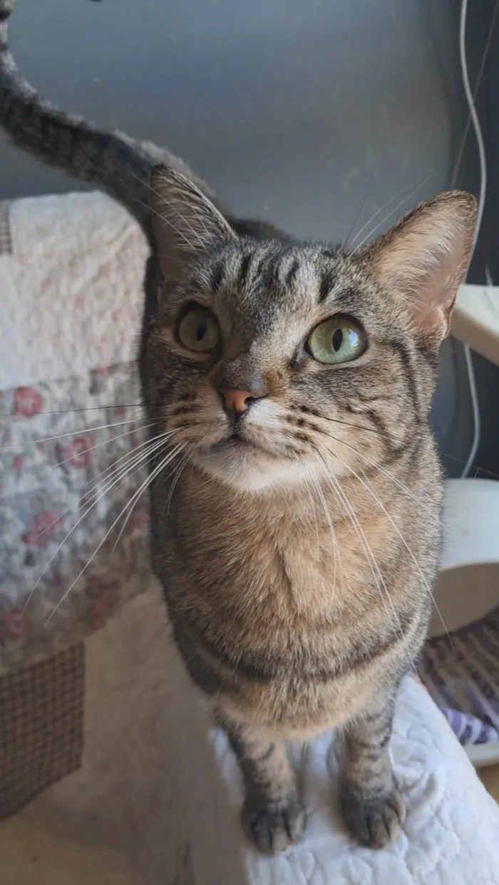 Gato ra a SRD-ViraLata idade 1 ano nome LAURINHA