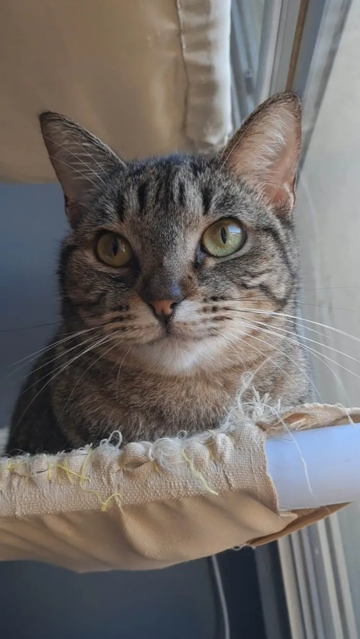 Gato ra a SRD-ViraLata idade 1 ano nome LAURINHA