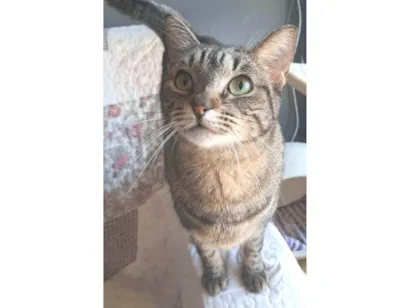 Gato raça SRD-ViraLata idade 1 ano nome LAURINHA