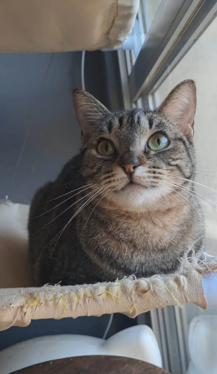 Gato ra a SRD-ViraLata idade 1 ano nome LAURINHA