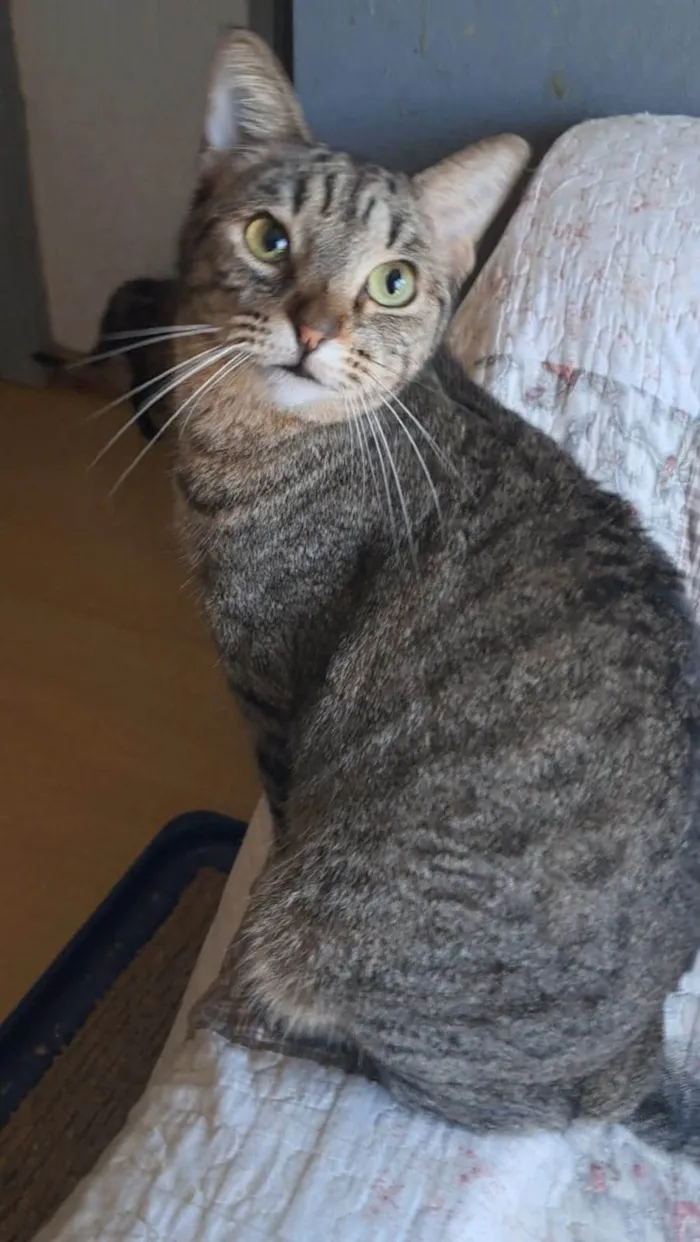 Gato ra a SRD-ViraLata idade 1 ano nome LAURINHA