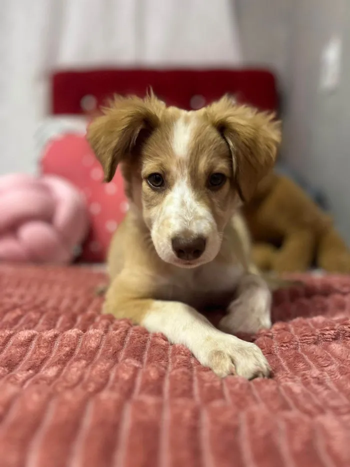 Cachorro ra a SRD-ViraLata idade 2 a 6 meses nome Luna