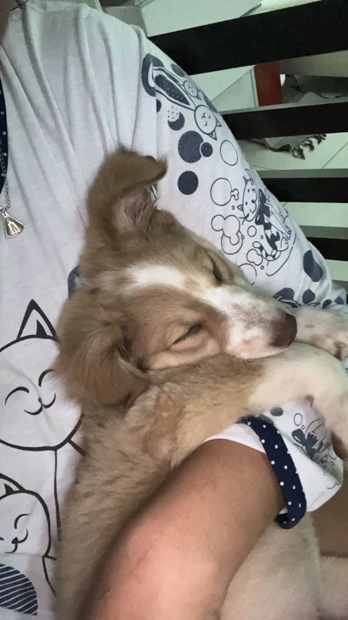 Cachorro ra a SRD-ViraLata idade 2 a 6 meses nome Luna