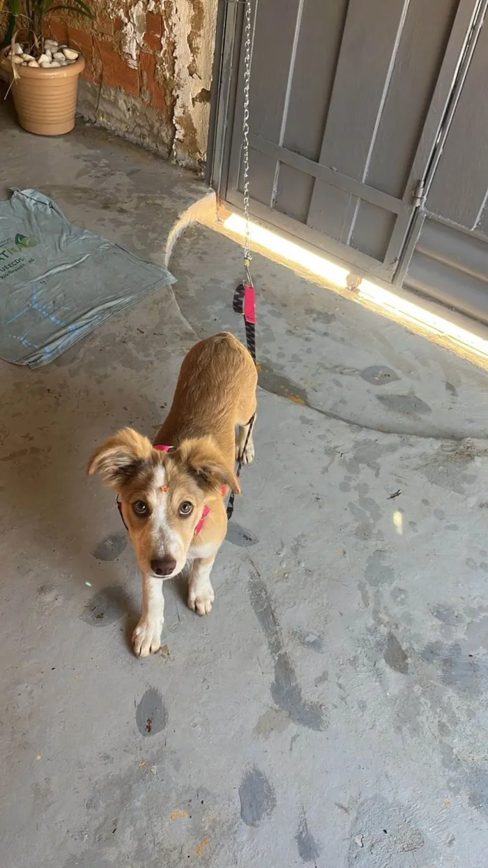 Cachorro ra a SRD-ViraLata idade 2 a 6 meses nome Luna