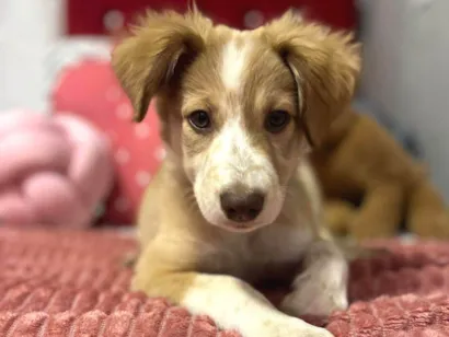 Cachorro raça SRD-ViraLata idade 2 a 6 meses nome Luna