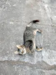 José 