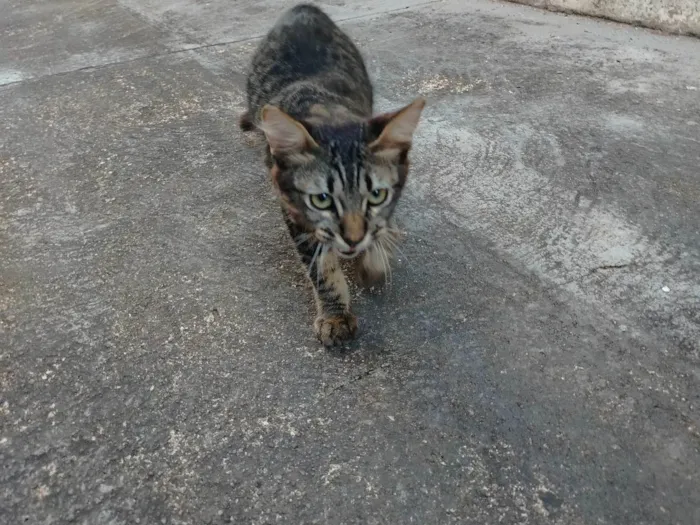 Gato ra a SRD-ViraLata idade 2 a 6 meses nome José 