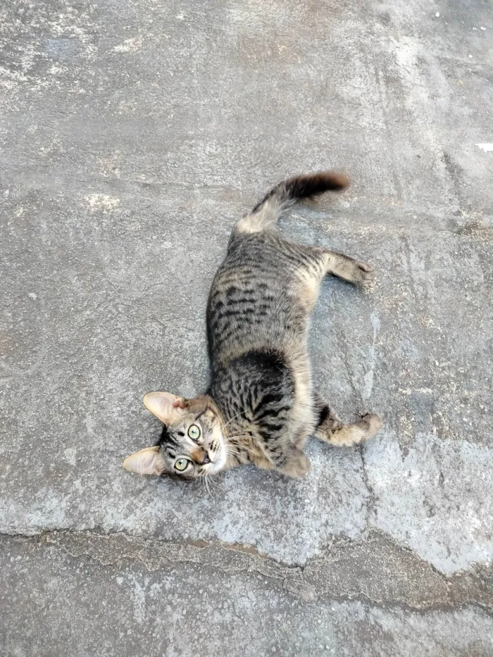 Gato ra a SRD-ViraLata idade 2 a 6 meses nome Sem nome 