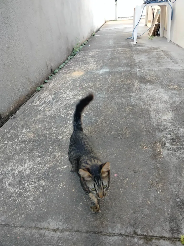 Gato ra a SRD-ViraLata idade 2 a 6 meses nome Sem nome 