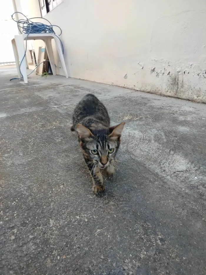 Gato ra a SRD-ViraLata idade 2 a 6 meses nome Sem nome 