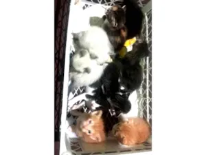 Gato raça SRD-ViraLata idade Abaixo de 2 meses nome Eric Anthony