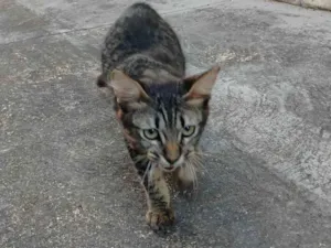Gato raça SRD-ViraLata idade 2 a 6 meses nome José 