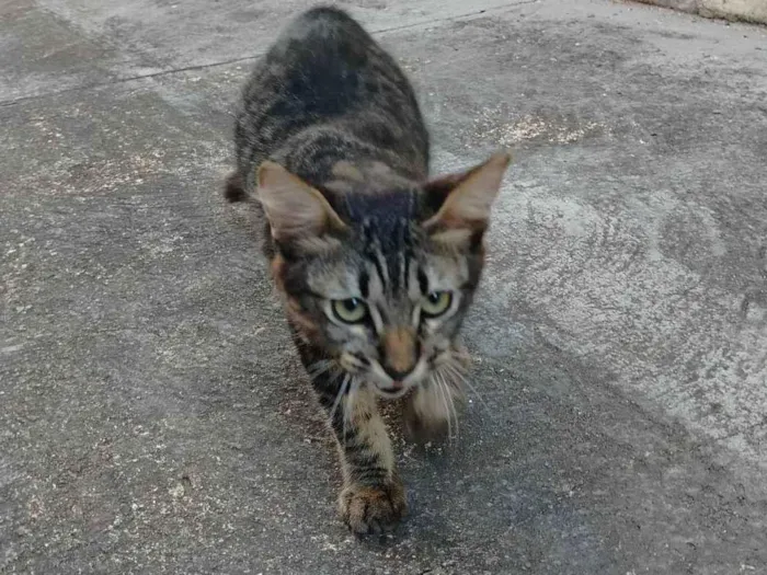 Gato ra a SRD-ViraLata idade 2 a 6 meses nome José 