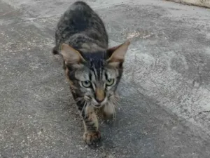 Gato raça SRD-ViraLata idade 2 a 6 meses nome Sem nome 