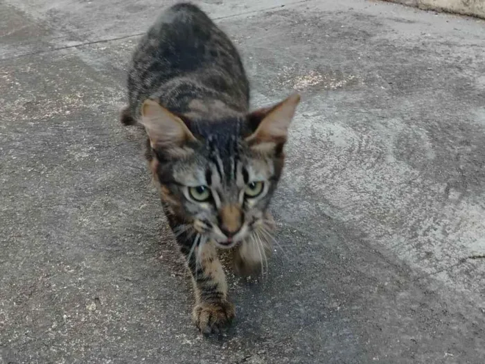 Gato ra a SRD-ViraLata idade 2 a 6 meses nome Sem nome 