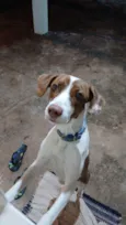 Laila