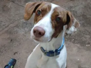 Cachorro raça SRD-ViraLata idade 1 ano nome Laila