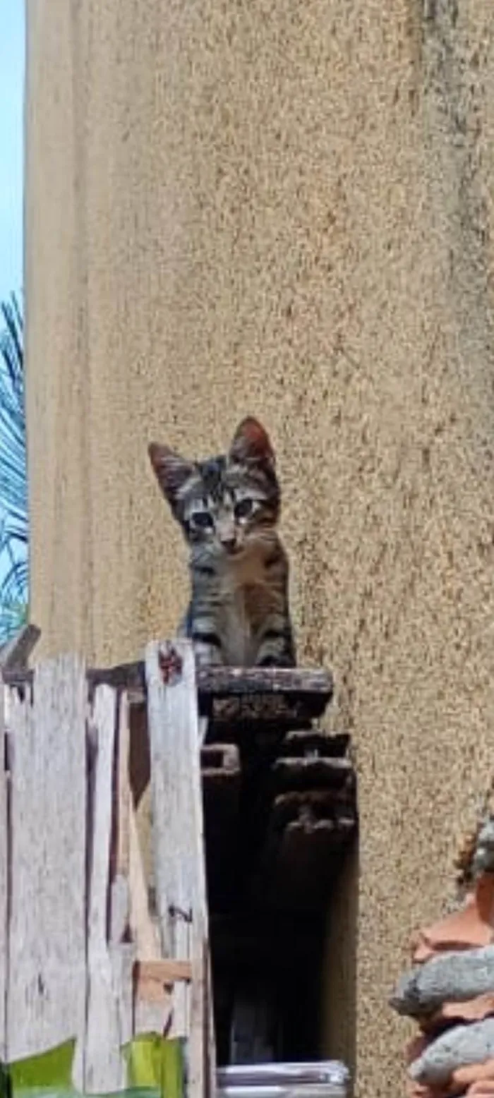 Gato ra a SRD-ViraLata idade 2 a 6 meses nome Gatinha 