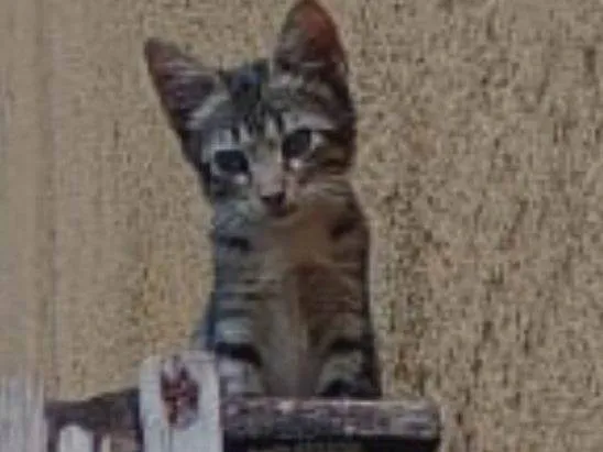Gato ra a SRD-ViraLata idade 2 a 6 meses nome Gatinha 