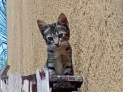 Gato raça SRD-ViraLata idade 2 a 6 meses nome Gatinha 
