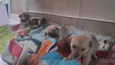 Cachorros 