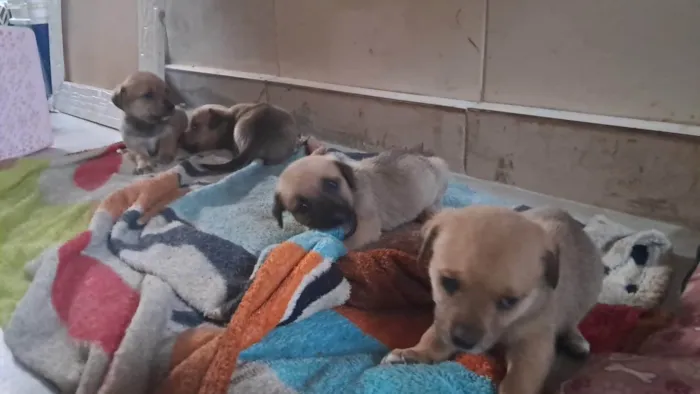Cachorro ra a SRD-ViraLata idade 2 a 6 meses nome Cachorros 