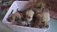 Cachorros 