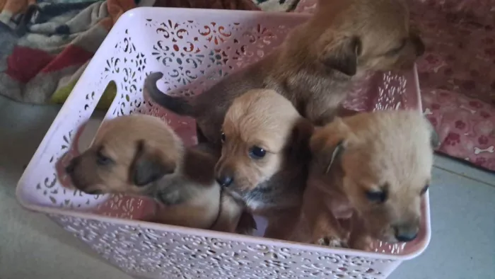 Cachorro ra a SRD-ViraLata idade 2 a 6 meses nome Cachorros 