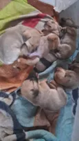 Cachorros 